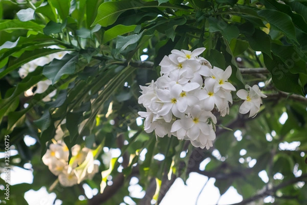 Obraz White Frangipani flowers bloom on tree