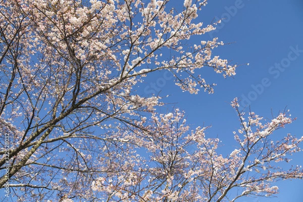 Fototapeta 雪と桜