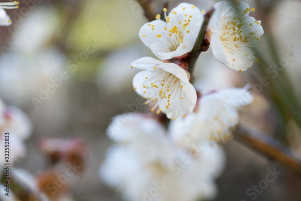 Fototapeta 満開の梅の花