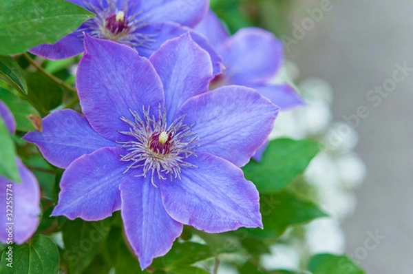 Obraz 紫色のクレマチス
