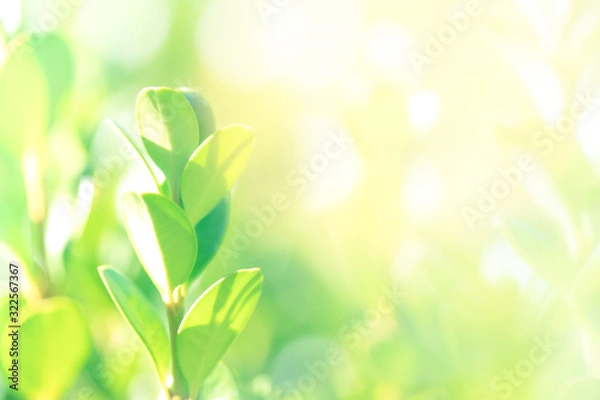 Fototapeta Blurry background of green young leaf in bright natural light tone. Concept of growing, , environment, fresh, feel free and release. Free copy space on right for text or design