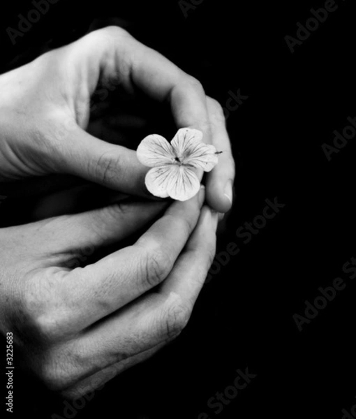 Obraz gently handled flower