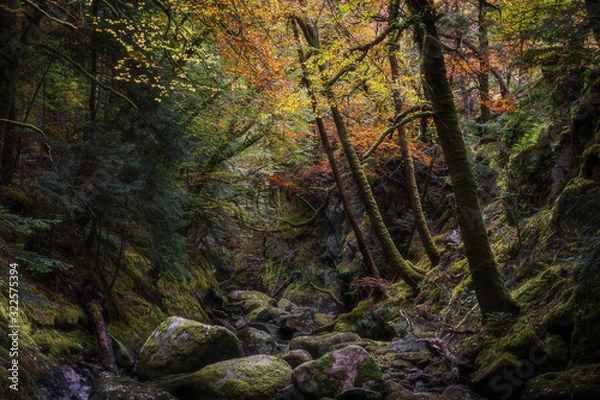 Obraz Rocky gorge in autumn forest.Tranquil nature scene with atmospheric mood.Beautiful woodland landscape in Scottish Highlands.