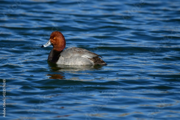 Fototapeta duck in the water
