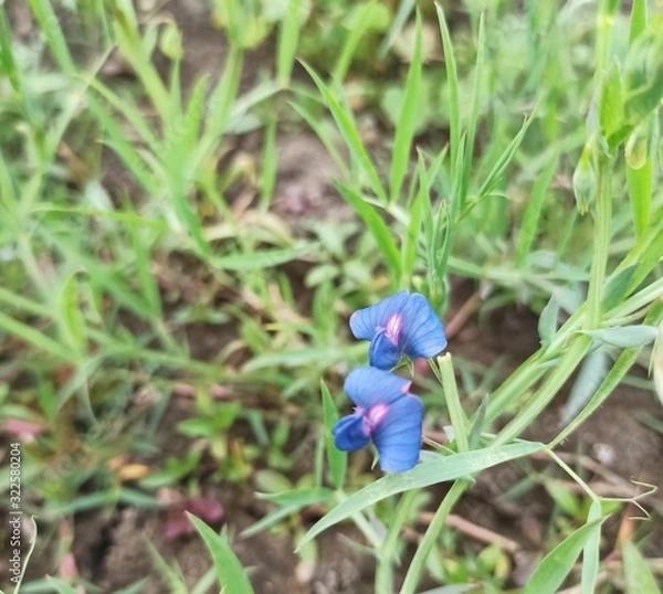 Fototapeta crocus in snow