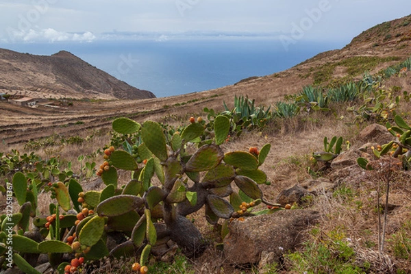 Fototapeta Field of cactus on the slope of the mountain range in Teno Country Park, Tenerife, Canary Islands, Spain