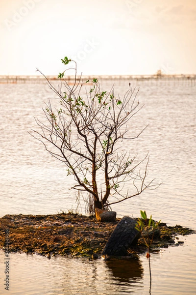 Fototapeta Trees that grow naturally in arid soils along the lake, Leave a waste for the environment