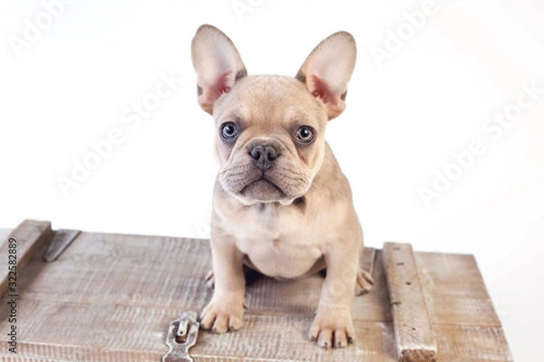 Obraz Frenchie