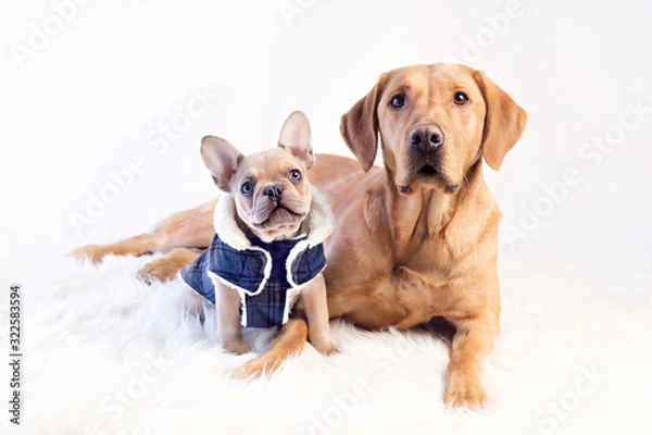 Obraz Frenchie and lab