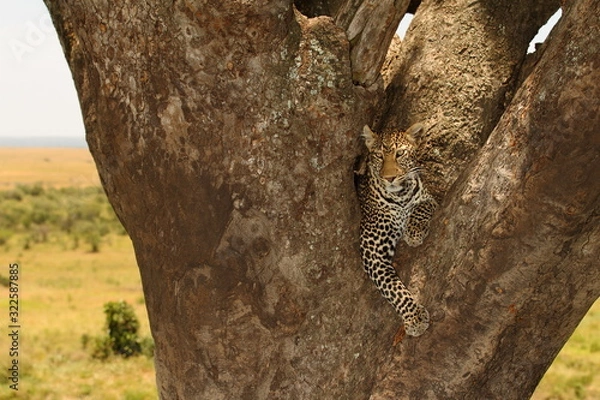 Obraz  leopard on tree, leopard portrait in the wilderness of Africa