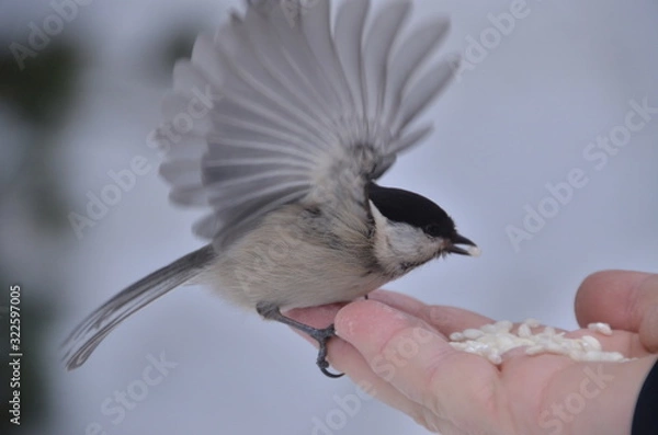 Fototapeta Sulla mano