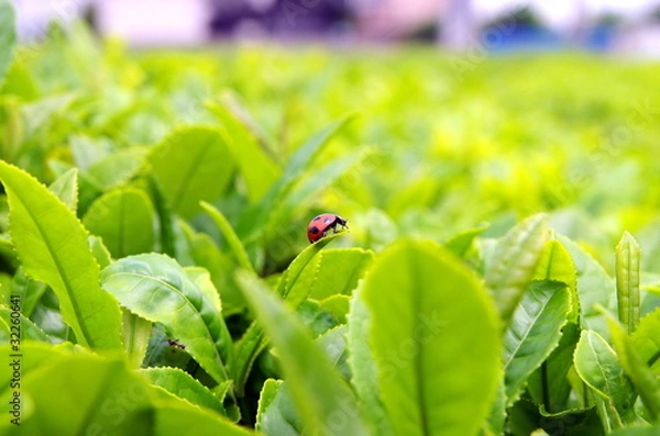 Obraz お茶畑のテントウムシ/無農薬