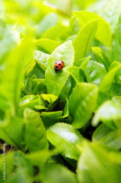 Obraz お茶畑のテントウムシ/無農薬