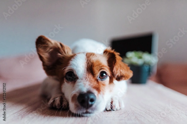 Obraz cute jack russell dog working on laptop at home. Technology concept