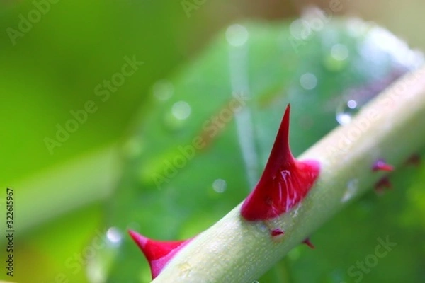 Obraz épine de rosier