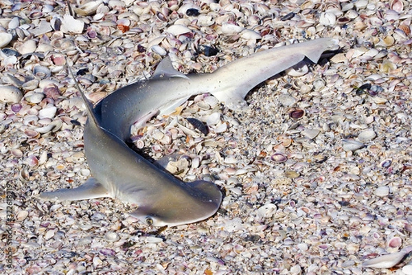 Fototapeta Bonnethead Shark (Sphyrna tiburo) laying on  St. Pete Beach, Florida waiting to be cataloged and released.
