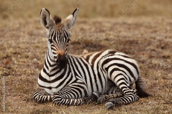 Obraz Zebra foal, baby zebra in the wilderness of Africa