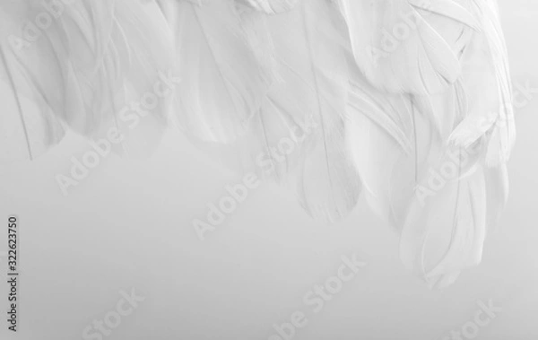 Fototapeta Wings with white feathers on white background
