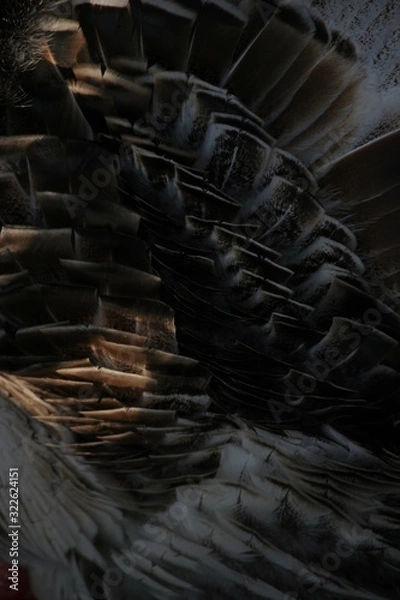 Obraz motley turkey plumage