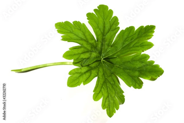 Obraz Liść geranium
