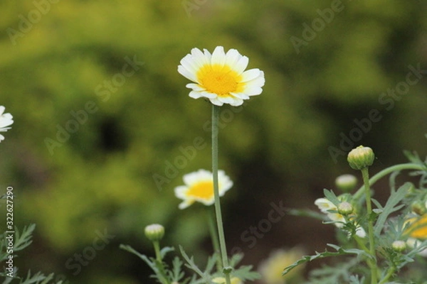 Fototapeta Colorful Flower Background