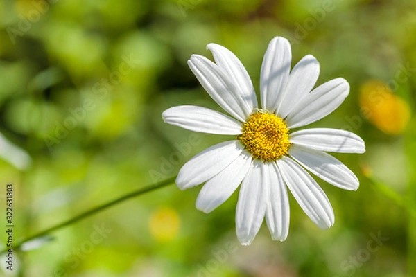 Obraz White daisy in the summer field