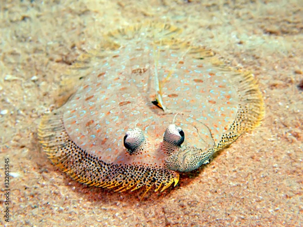 Fototapeta Leopard flounder (bothus pantherinus)
