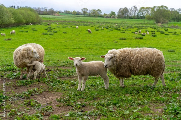 Fototapeta sheep in field