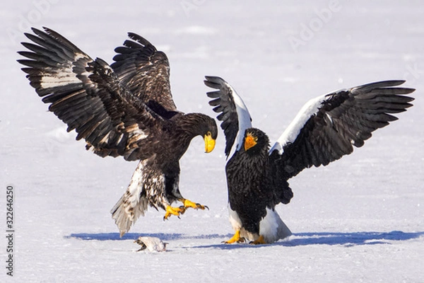 Fototapeta オオワシとオジロワシ