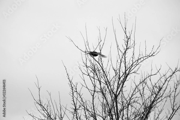 Fototapeta  Photos in the forest