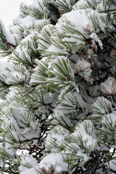 Fototapeta Snowy Pine Branches