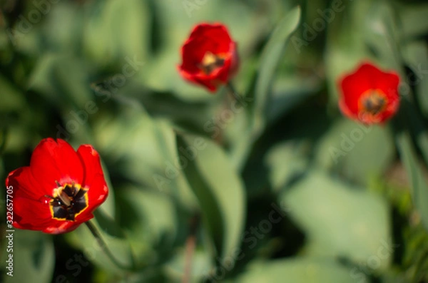 Fototapeta  beautiful red tulips on a green blurred background