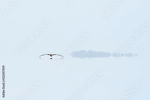 Fototapeta A Brown Pelican gliding over calm water with its reflection showing with light blue water and sky.