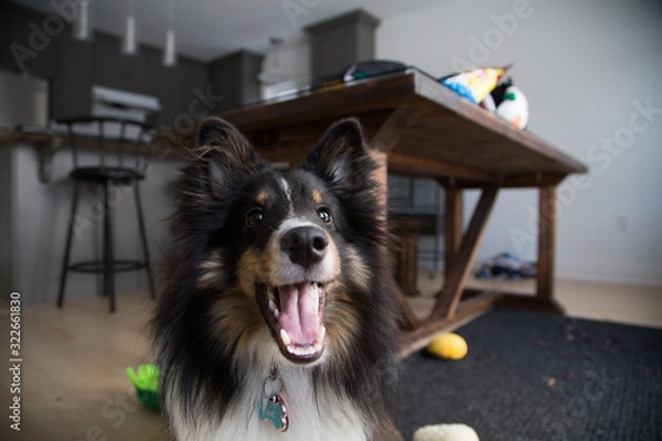 Obraz Smiling Dog Posing Close-Up