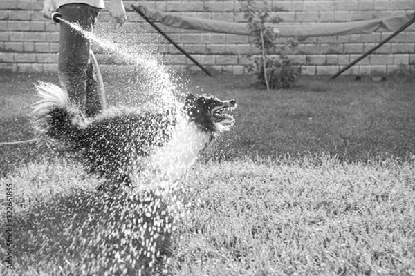 Obraz Dog Chasing Hose in Summer