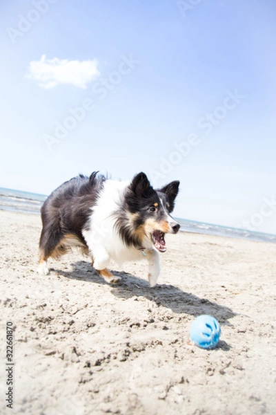 Obraz Black Dog Chasing Ball on Beach