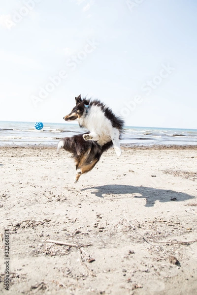 Obraz Beach Dog Jumping For Ball