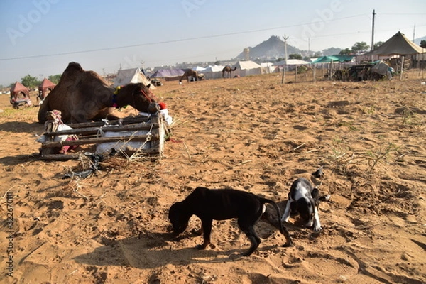 Obraz インドのラジャスタン州のプシュカル　一年に一度のラクダ祭期間中　砂漠で生活するラクダ　砂漠で餌を探し食べる子犬