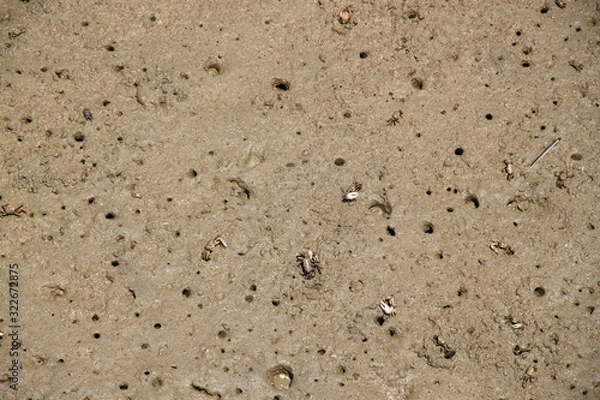 Obraz kraby na plaży