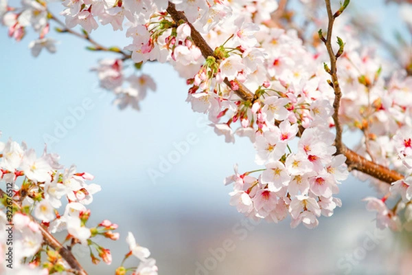 Fototapeta お花見