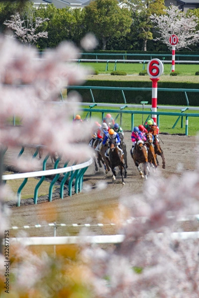 Fototapeta お花見