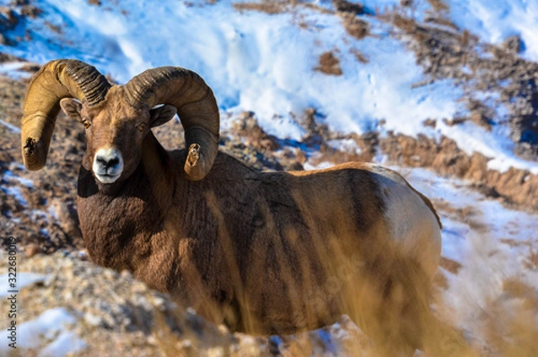 Obraz Bighorn Sheep