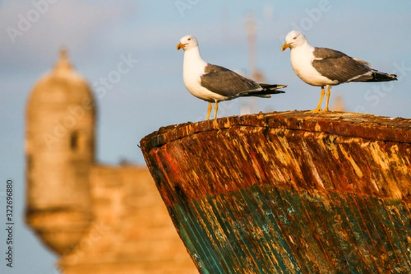 Fototapeta Seagull closeup sitting on a rusty old ship on the background of a vintage fortress