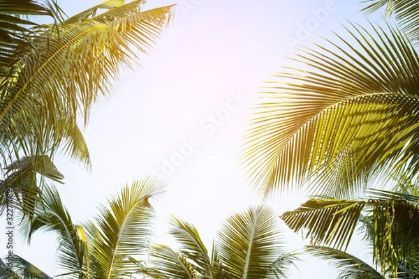 Fototapeta tropical palm leaf background, coconut palm trees perspective view