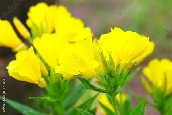 Obraz 봄에 피어나는 아름다운 야행화의 모습이다.