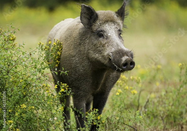 Fototapeta Sanglier