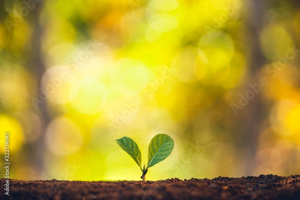 Fototapeta Planting trees - hands giving soil to trees, growing trees in a row and golden