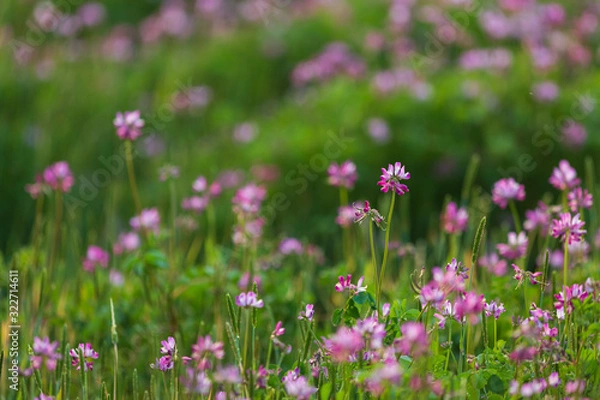 Fototapeta 咲き乱れる蓮華草
