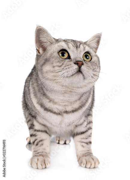 Obraz British Shorthair in studio