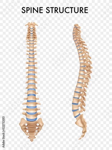 Obraz Spine Anatomy Realistic Set 